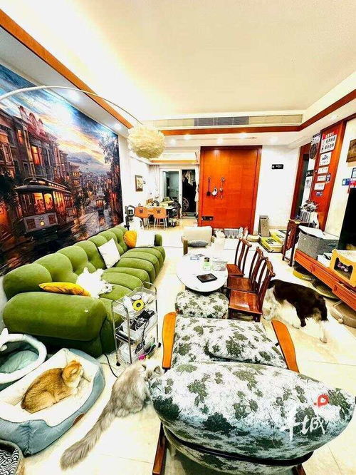 貓咪陪睡服務(wù) 廣州民宿暖心新體驗，住滿5晚還能買走愛貓